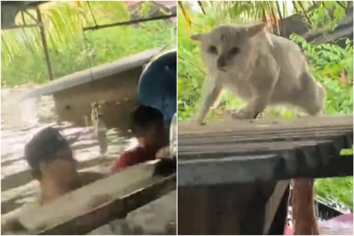 Men waded through waist-deep water, pried open cages, and rescued terrified animals clinging to window rods and rooftops.