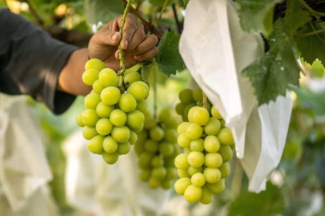 Shine Muscats in Singapore are subject to routine testing and other measures to ensure that they are safe for consumption.