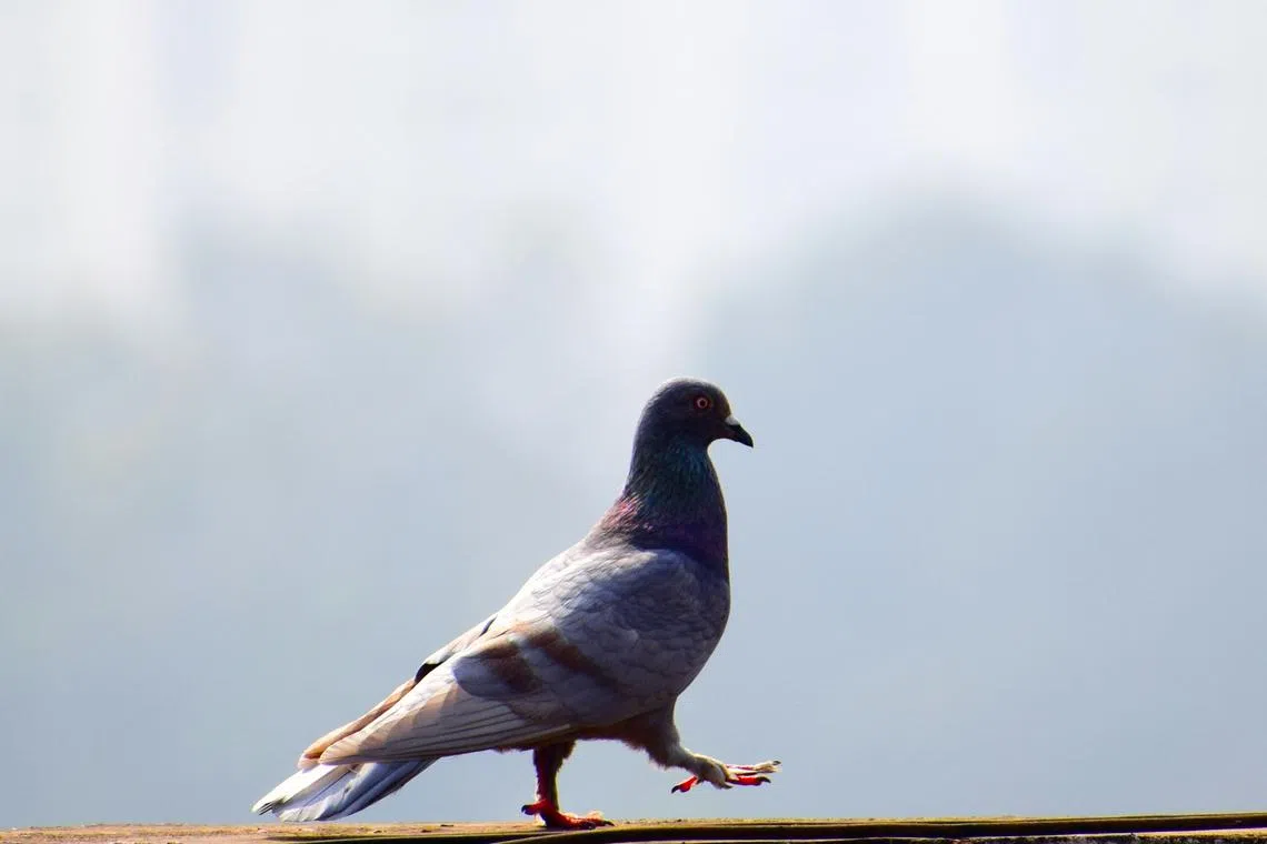  The hospital and PETA said the police were not responsive and had forgotten about the bird.
