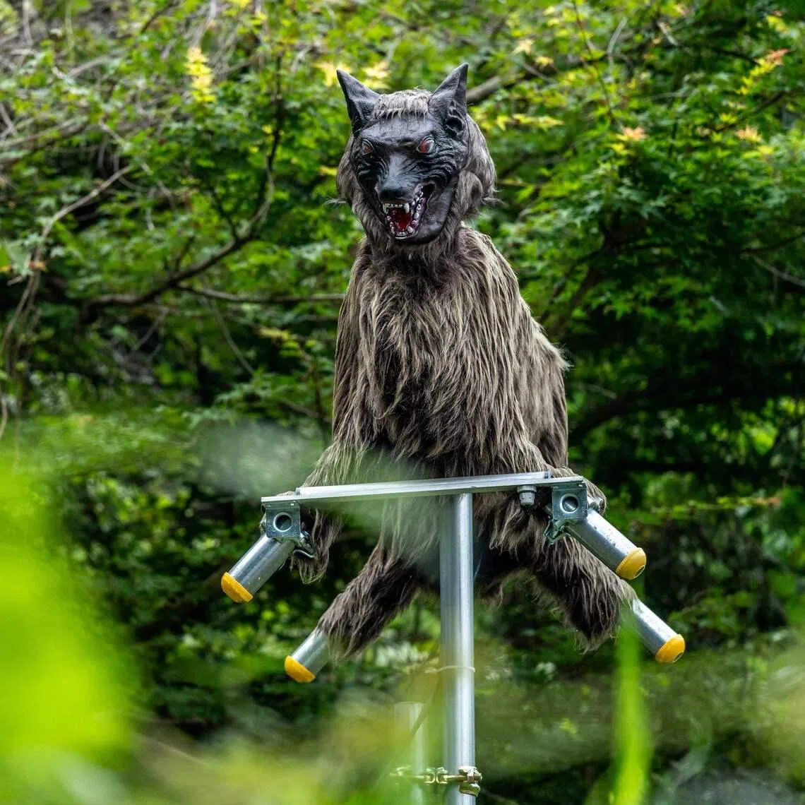 A robotic wolf-shaped deterrent device outside a convenience store at a rural area in Japan’s Kiryu city, where bear sightings have been increasing.