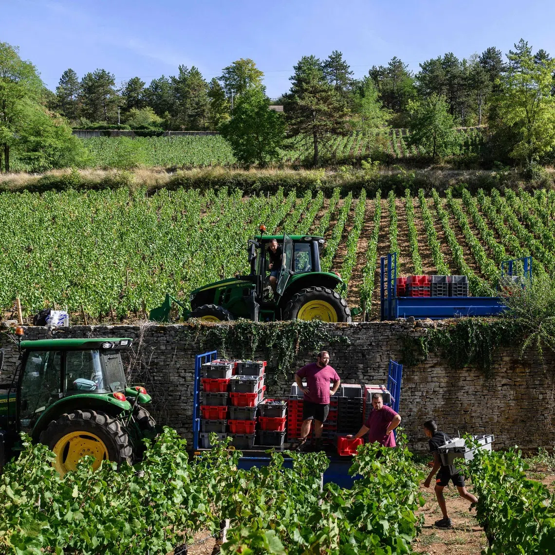 In its first estimate for 2026 production, France projected 33.9 million hectolitres: 6 per cent below 2025 and 17 per cent down on the 2021 to 2025 average.