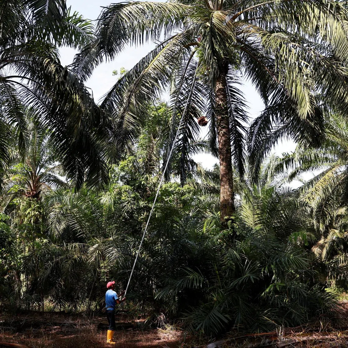 The government will look to expand fertiliser imports through negotiations with existing and new supplier countries.