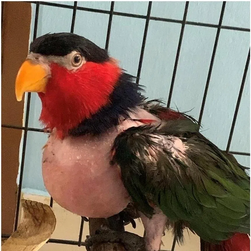 Poor feathering and fatty growth in a black-capped lory (right) due to improper diet and periorbital abscess in a cockatiel due to a sunflower seed diet.