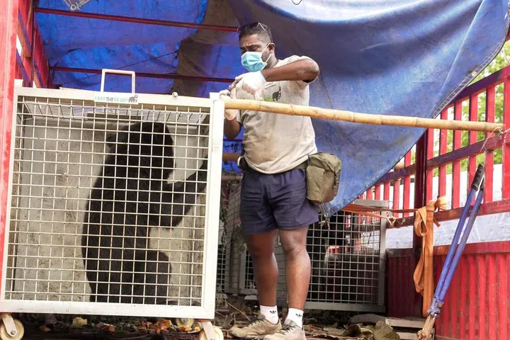 Singaporean Karthiriish Chandra helping to load a bear, rescued from an illegal bile farm in Laos, onto a truck.