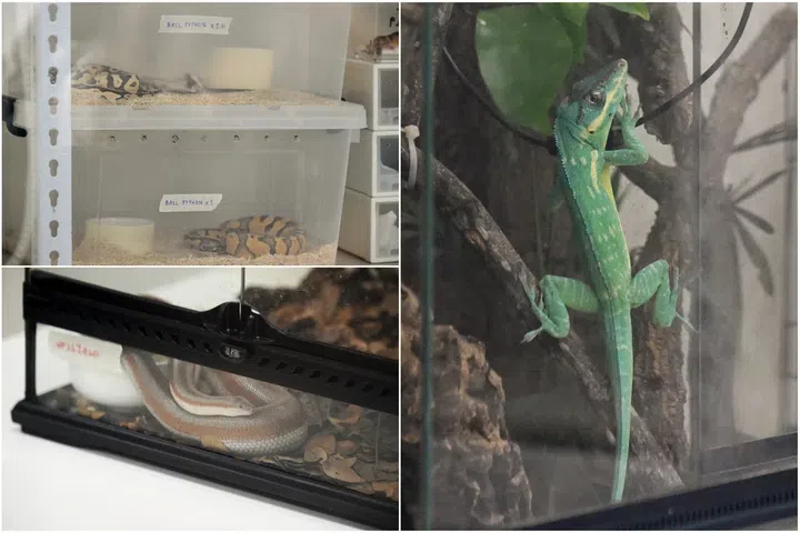(Clockwise from top left) A ball python, a blue beauty anole and a rosy boa that were seized by NParks.