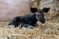The young okapi has begun exploring his outdoor habitat.