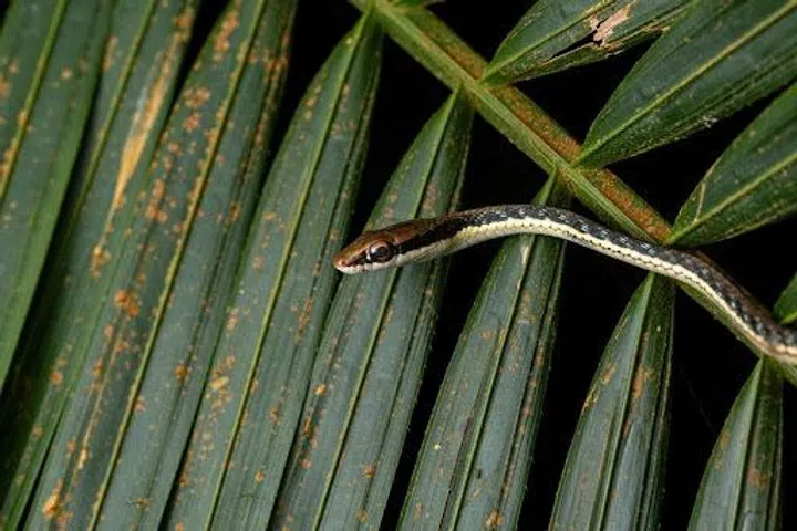 The Painted Bronzeback is just one of the many cold-blooded neighbours sharing Singapore’s green spaces.