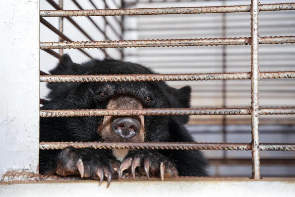 A moon bear from the illegal bear bile farm in Laos.