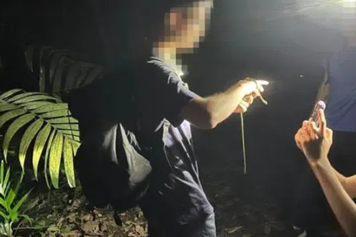 The National Parks Board is investigating how a snake was handled on the Mandai Trail.