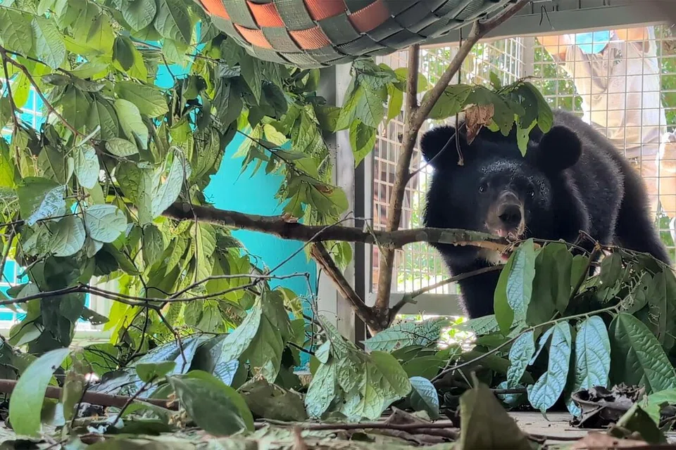 Singapore plays a key role in funding the protection of moon bears and sun bears.