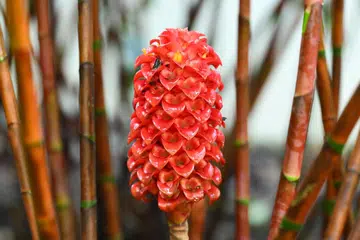 Tapeinochilos ananassae, also know as Pineapple Ginger, Giant Spiral Ginger, Indonesian Wax Ginger, can be seen at Ginger Garden