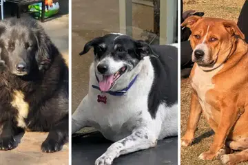 (From left) Hero, Tara and Googoo were among the top contenders in the competition.