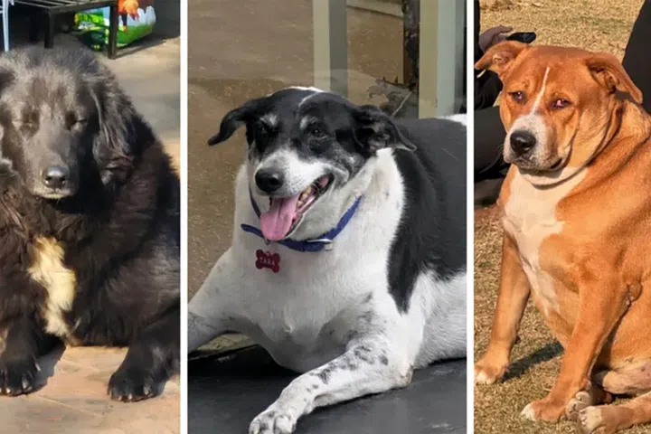 (From left) Hero, Tara and Googoo were among the top contenders in the competition.