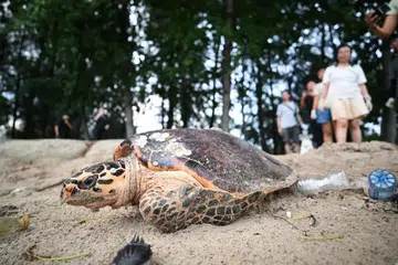 Hawksbill turtle at East Coast Park on June 22. The critically endangered hawksbill turtle was spotted by chance at about 5pm by staff from the National Parks Board.