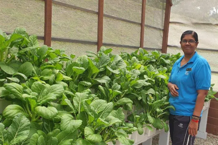 Ms Gomathy nurturing vegetables in her greenhouse with a secret cocopeat blend and homemade hydroponic fertiliser.