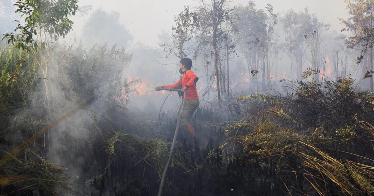 Palm Oil Firms’ Shares Down After Singapore Starts Looking Into Those ...