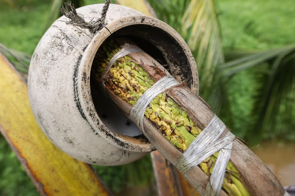 The flower stalk is tied with a raffia string to prevent it from blooming.