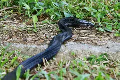 While these cobras are highly venomous, they are generally shy and prefer to avoid humans.