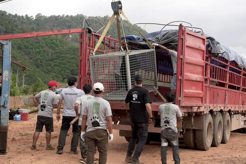 A bear from the illegal bear bile farm in Laos being loaded onto a truck to be transported to the Luang Prabang Wildlife Sanctuary.