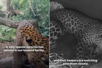 The cubs can be seen through a live cam at the zoo’s leopard exhibit.