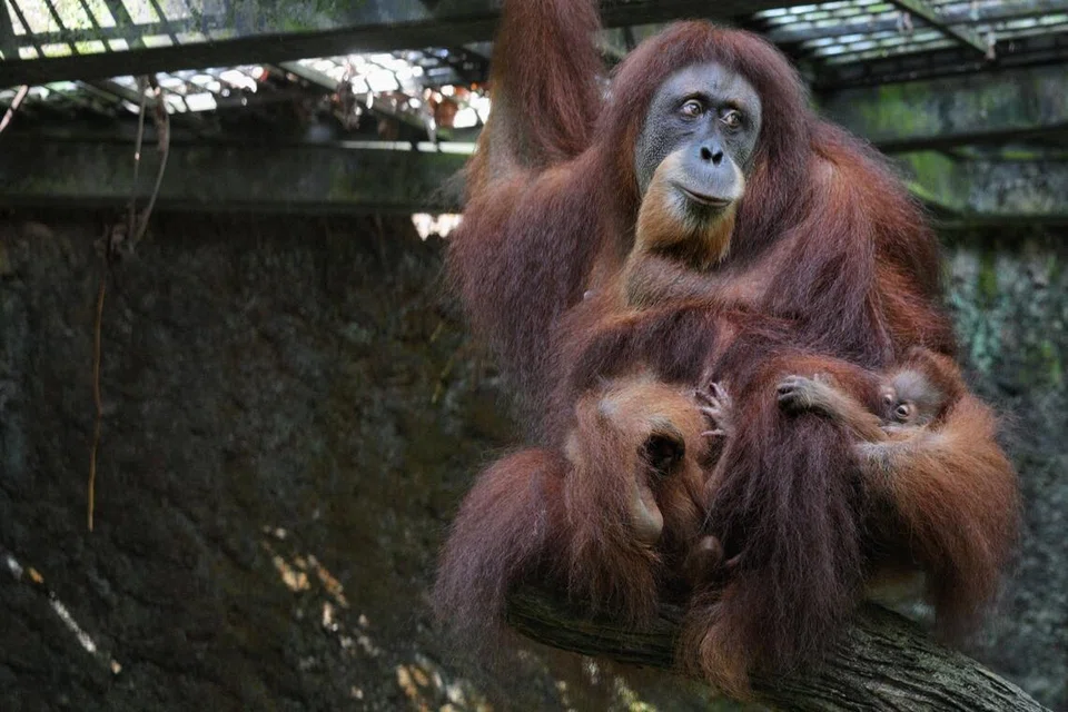 Ayaan (right),  the baby Orang Utan who was conceived through artificial insemination and delivered via caesarean section, pictured with mother Chomel at the Orang Utan enclosure at the Singapore Zoo on May 20.