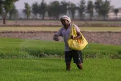 Farmer spreads fertiliser on a paddy field