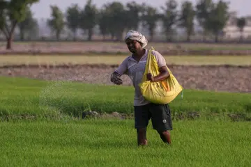 Farmer spreads fertiliser on a paddy field