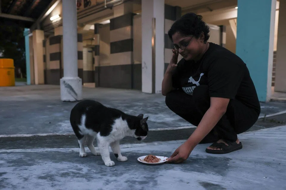 Ms Srerathi Chandrabose said many cat feeders are low-income individuals who struggle to keep up with the demands of volunteering. 