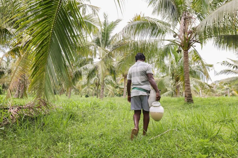 Mr Thangavel Kumar heading into the coconut plantation.
