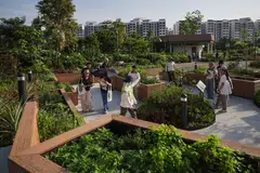 To date, more than 2,500 allotment gardening plots have taken root in 29 parks and gardens across Singapore.