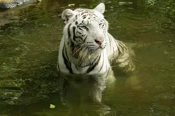 Born under human care, Pasha arrived in Singapore in 2015 from Indonesia’s Batu Secret Zoo.