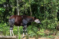 Visitors to Rainforest Wild Adventure can now catch a glimpse of the endangered okapi and other animals found in Africa, as the second phase of the adventure-based wildlife park officially opened on May 29.