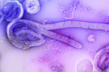 The Ebola virus can spread through direct contact with the bodily fluids of infected animals or humans, as well as objects contaminated with such fluids.