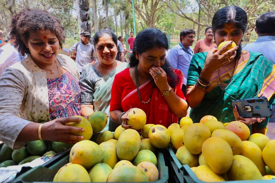 Visitors smell mango varieties during the 'Jack fruit and mango fair', in Bangalore, India, May 8, 2026. The ten-day mango fair, organised by the Department of Horticulture and Karnataka State Mango Development and Marketing Corporation Ltd., provides direct-from-farmer sales of mangoes.