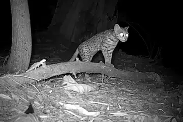 One of the five mainland leopard cats detected in Changi by volunteers between July 2025 and April 2026.