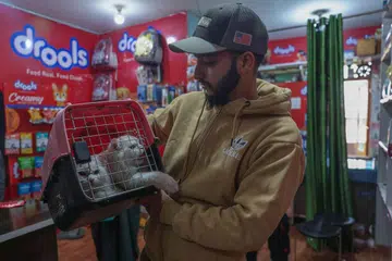 Jammu and Kashmir, which is seeing more pet owners, recorded more than 6,000 cat bite cases last year.