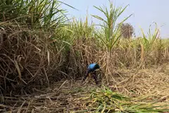 A man harvests sugarcane in a field in Kolhapur district in the western state of Maharashtra, India, February 17, 2026.