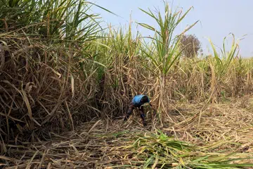 A man harvests sugarcane in a field in Kolhapur district in the western state of Maharashtra, India, February 17, 2026.