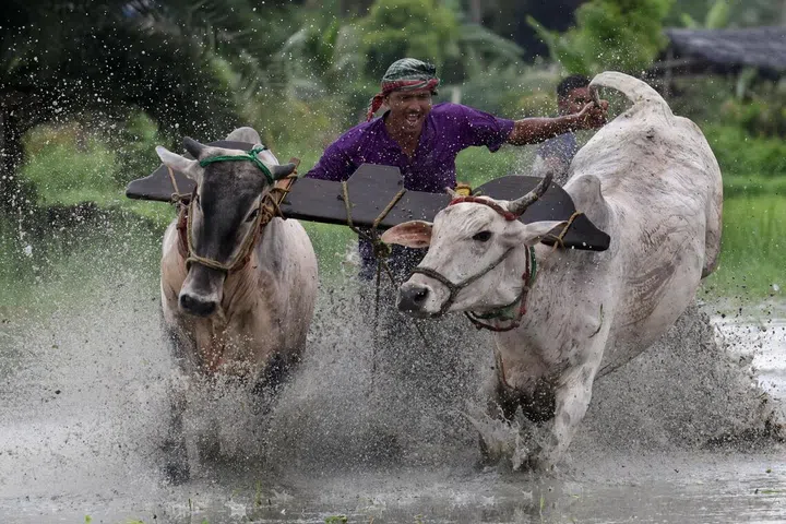 A  jockey and his bulls participate in the Moichara  at Herovanga village in West Bengal on Aug 10.