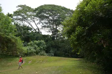 Initial plans for the sites retained 40 per cent of green spaces in Gillman Barracks and 35 per cent in Maju Forest.