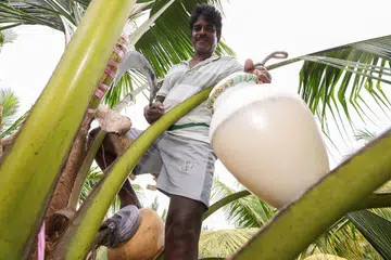 Toddy tapper Mr Thangavel Kumar collecting the coconut flower sap.