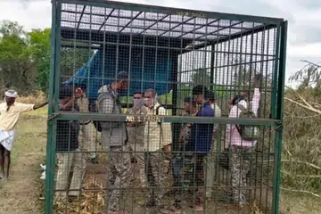 Five residents of Bommalapura village in Karnataka’s Chamarajanagar district locked forest officials inside a tiger trap cage.