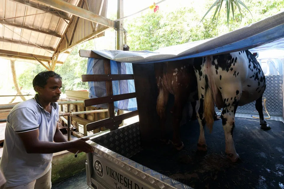 Employees of Viknesh Dairy Farm ushering cattle onto a truck for their journey to Hastings Road in Little India.
