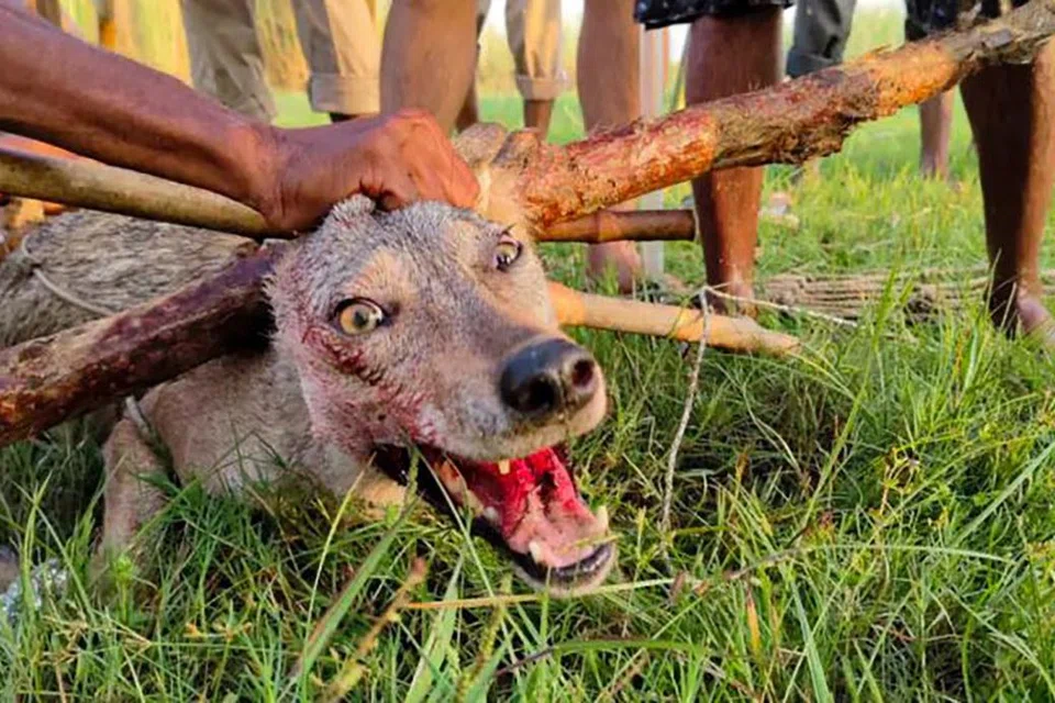 A fifth wolf was captured on Tuesday as part of the ongoing ‘Operation Bhediya’ in Bahraich.