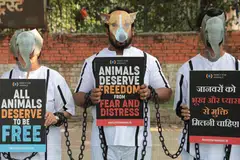 Indian activists from Mercy for Animals, dressed as imprisoned animals with handcuffs and shackles, hold placards as they protest against the cruelty on animals in New Delhi on Dec 6.