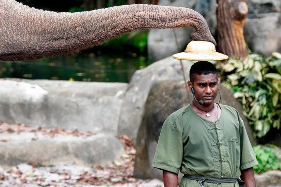 Karthiriish Chandra spent a total of 14 years with the Mandai Wildlife Group as an animal keeper and senior veterinary keeper.