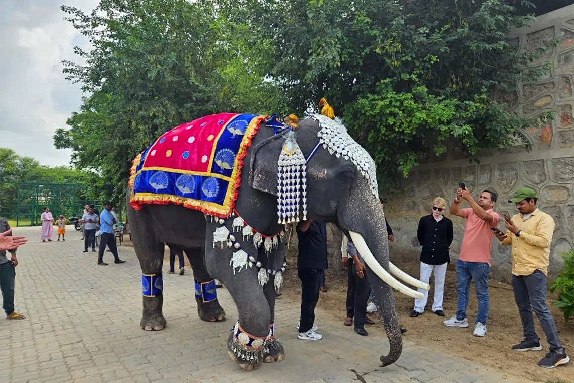 Fashion Show and Birthday Cake on World Elephant Day , News, Tabla