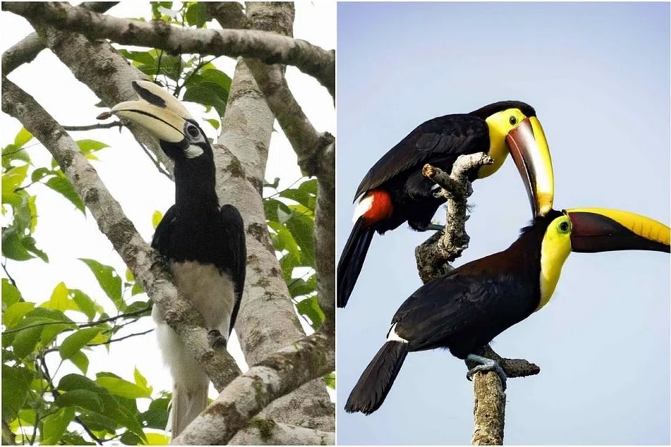 ஹார்ன்பில் (இடம்) பறவைகள் அமெரிக்காவில் காணப்படும் ‘டூக்கான்’ பறவையைப் போன்றவை.