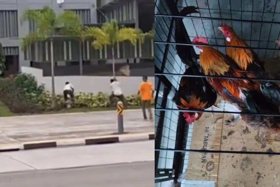 ஈசூனில் காட்டுக் கோழிகளைத் துரத்திப் பிடித்ததால் இணையத்தில் விவாதம்