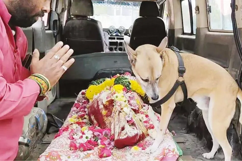 தாராகவுரியை விட்டுப் பிரிய மனமில்லாமல் வளர்ப்பு நாய் வண்டியில் ஏறிக்கொண்டது.